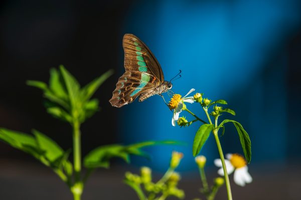 Photography for Art Auctions